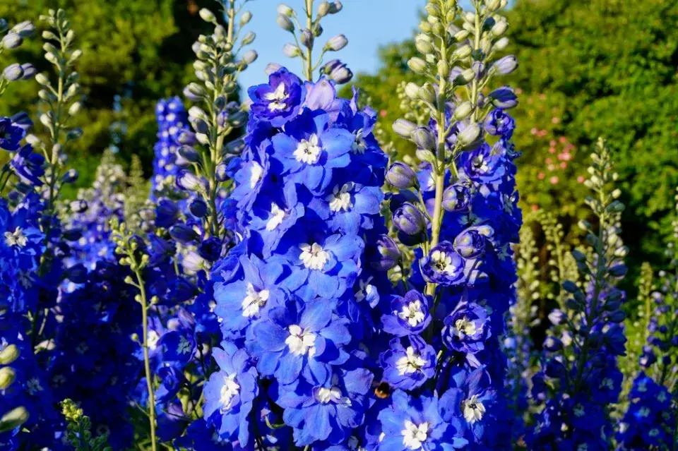 Stračka (Delphinium)
