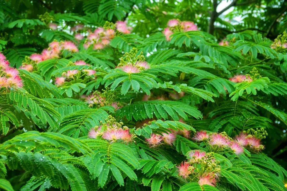 Exotická rostlina albízie hedvábná