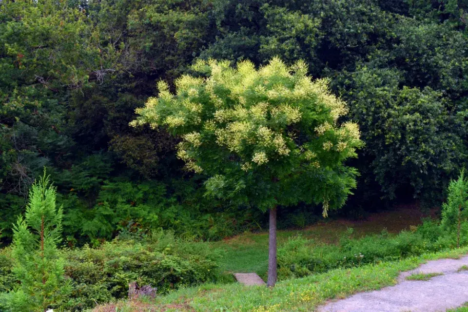 Jerlín japonský (Styphnolobium japonicum či Sophora japonica)