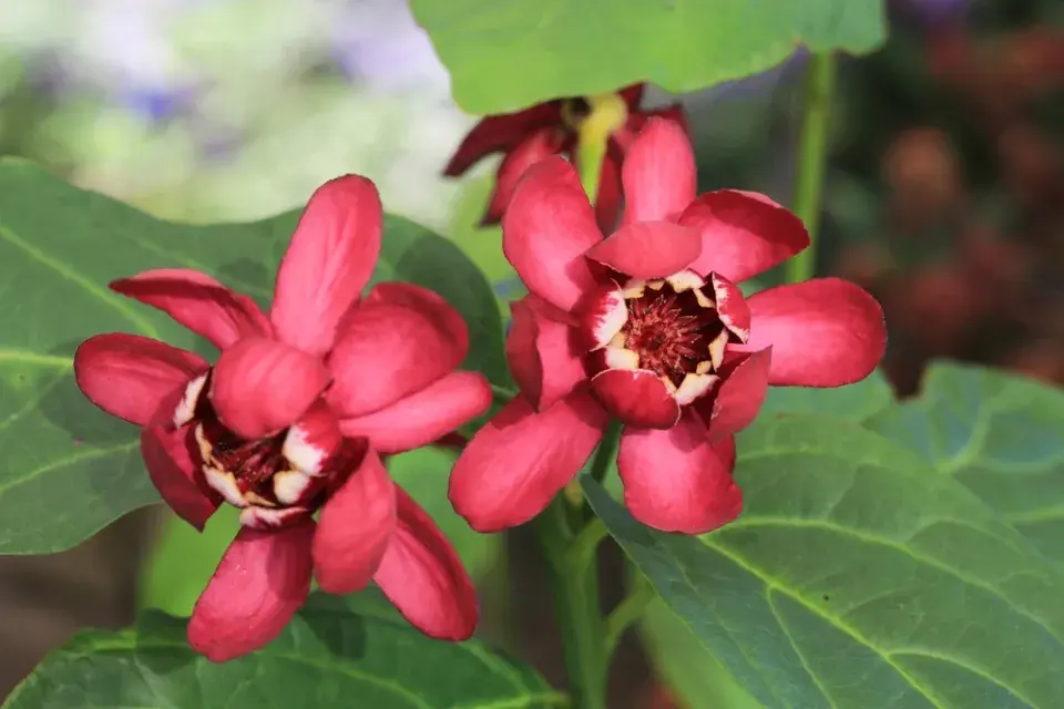 Nevšední keř sazaník