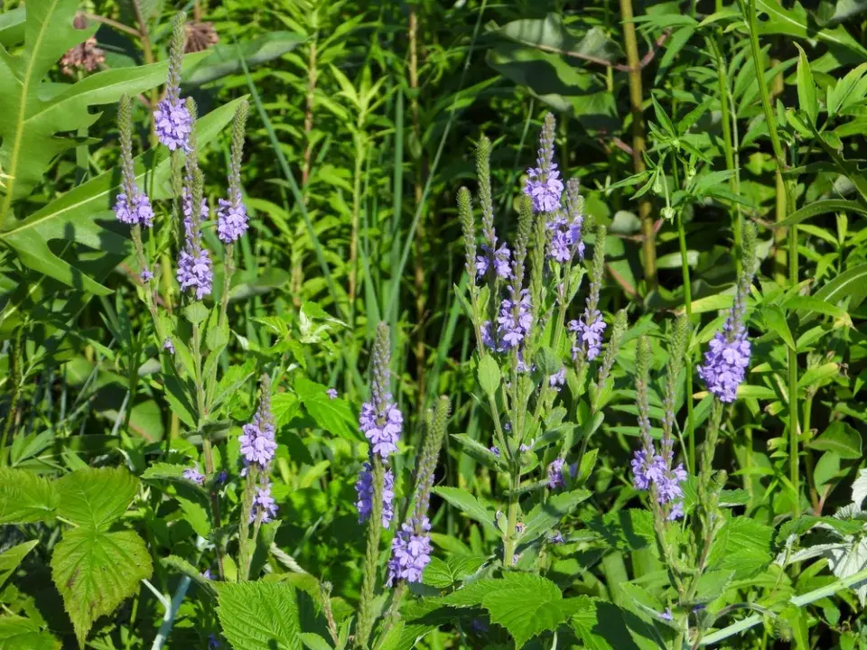 Sporýš přímý (Verbena stricta) 