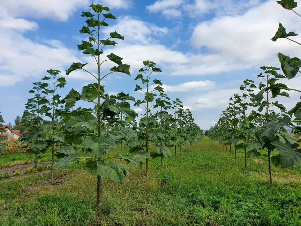 Pěstování paulovnie
