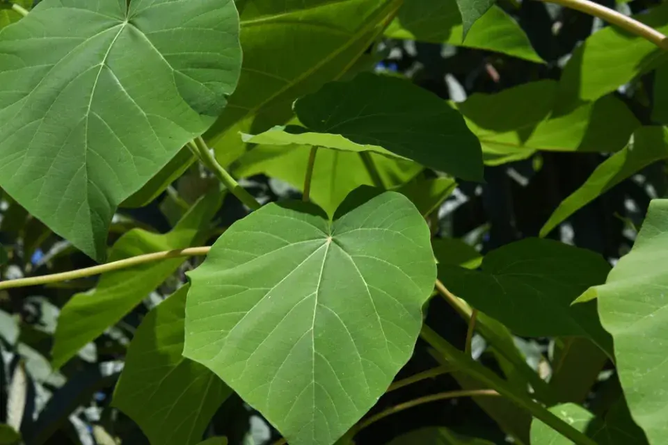 Pěstování paulovnie