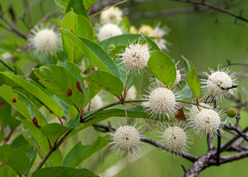 Hlavoš západní (Cephalanthus occidentalis)