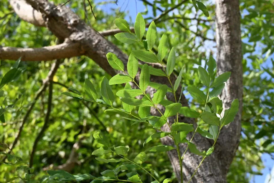 Jerlín japonský (Styphnolobium japonicum či Sophora japonica)