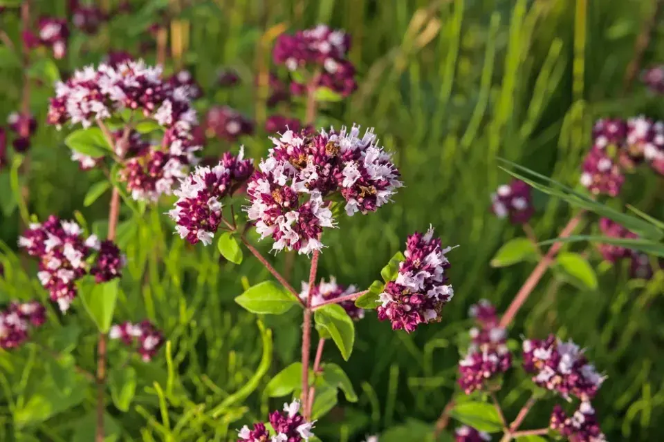 Bylinky nechte vykvést