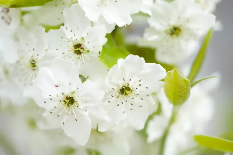 Květ japonské hrušky