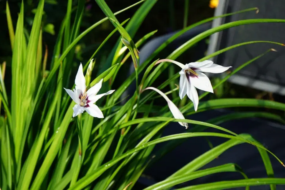 Habešský mečík nebo také vonný mečík či acidanthera (Gladiolus murielae)