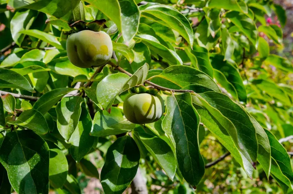 Méně známé ovoce