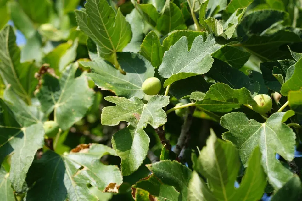 Pěstování fíkovníku