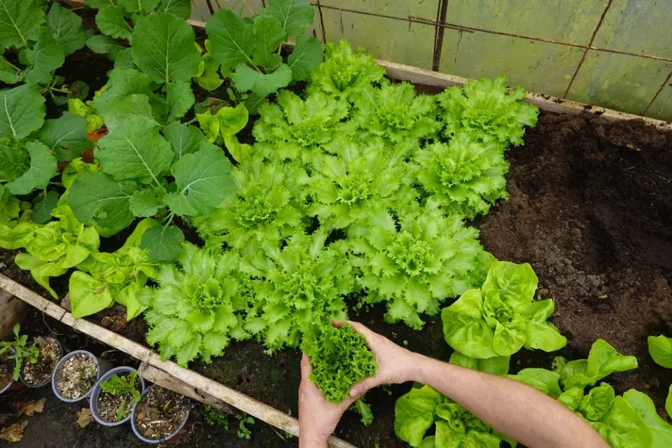 zimní štěrbák neboli endivie (Cichorium endivia)