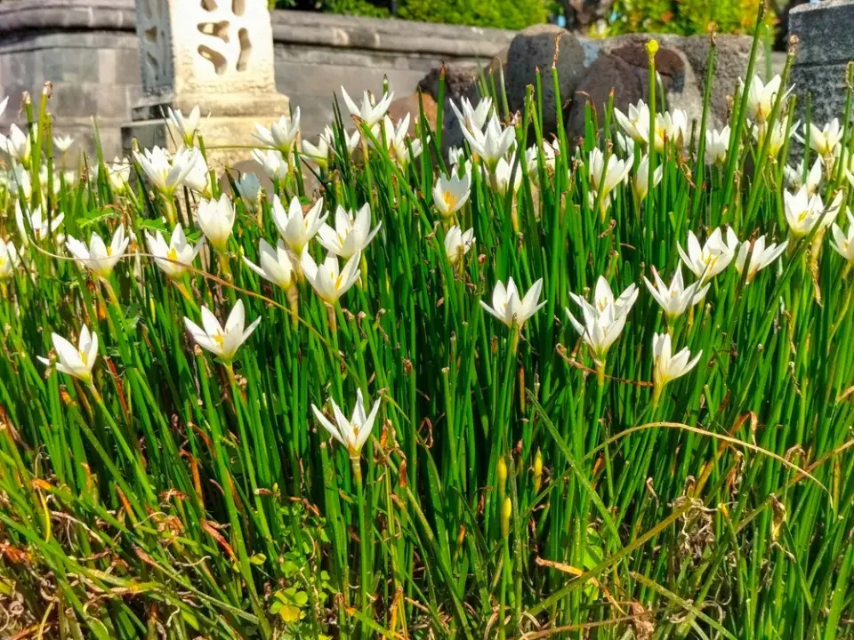 Dešťová lilie (Zephyranthes candida)