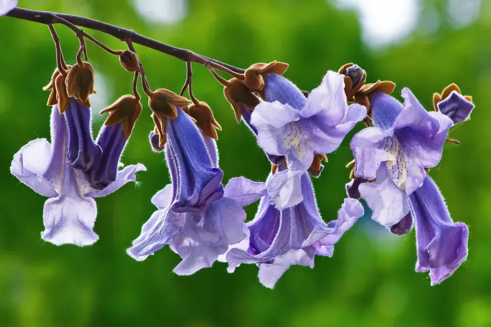 Pěstování paulovnie