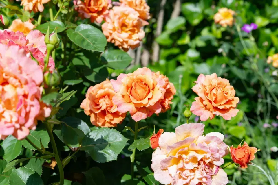 Okrasná zahrada v anglickém stylu