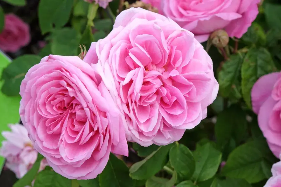 Gertrude Jekyll
