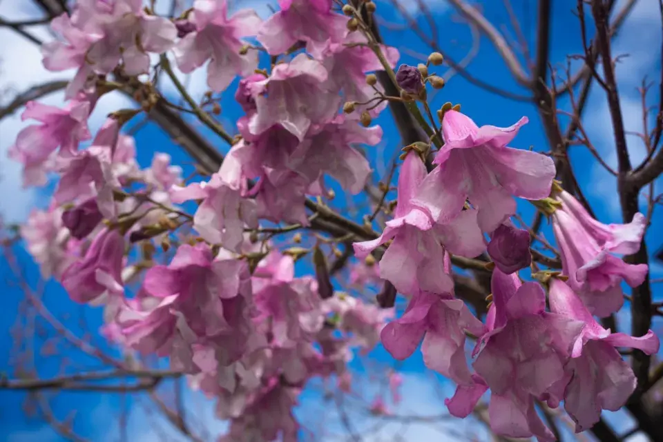 Pěstování paulovnie