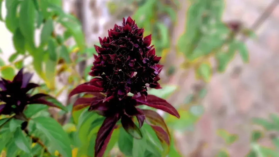 Bazalka Siamská královna (Ocimum basilicum 'Siam Queen')