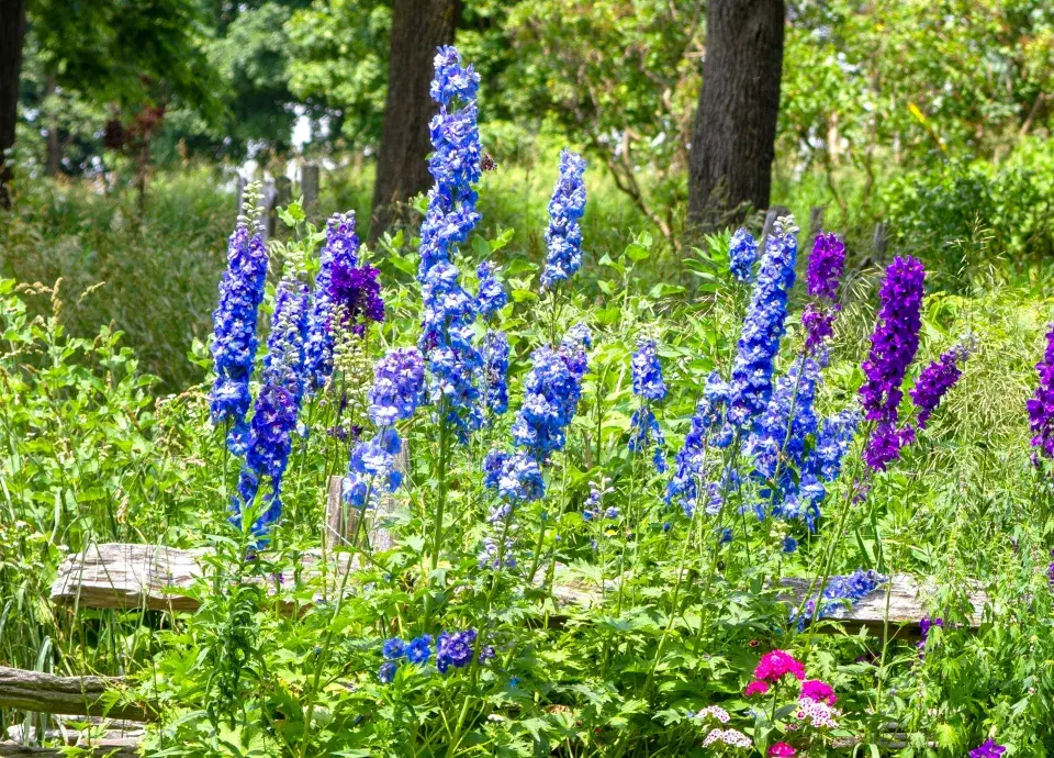 Stračka (Delphinium)