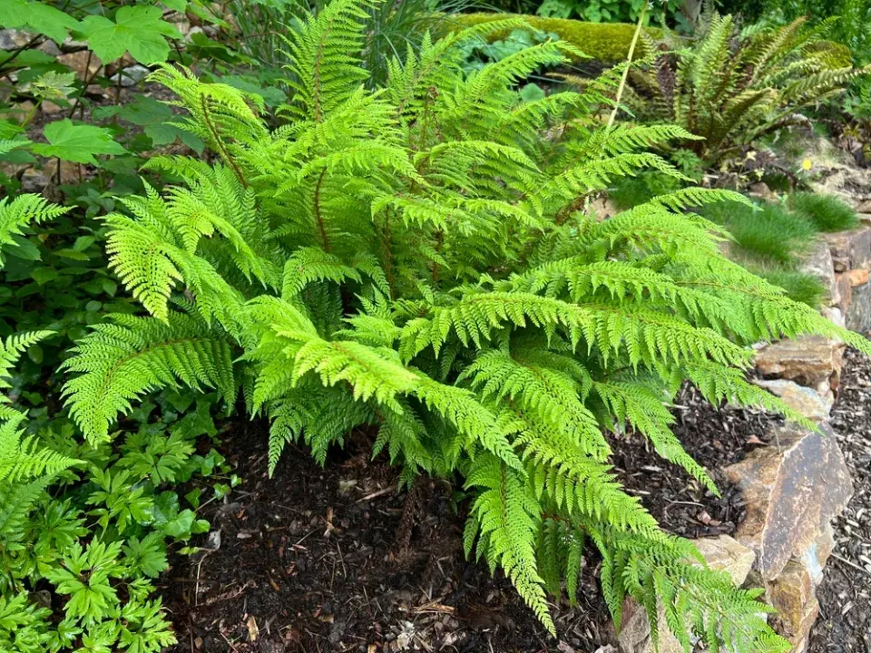 Kapradiny v zahradě 