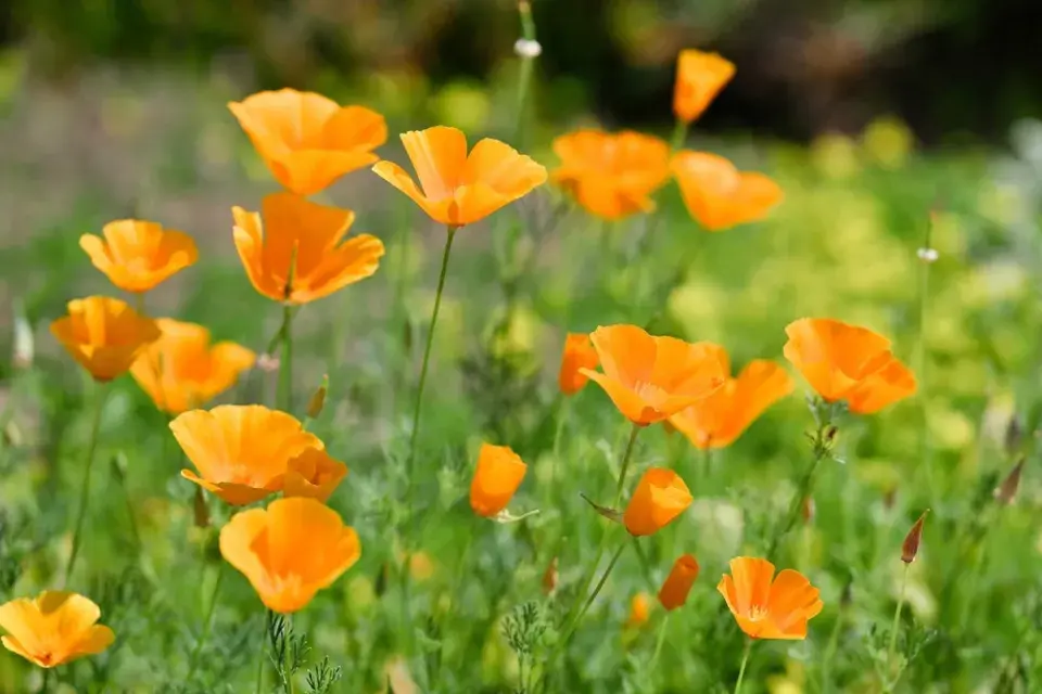 Sluncovka kalifornská (Eschscholzia californica)