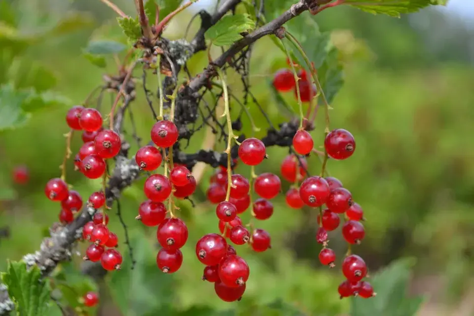 Jedlé keře do živého plotu