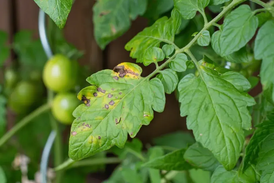 septoriová skvrnitost rajčat 