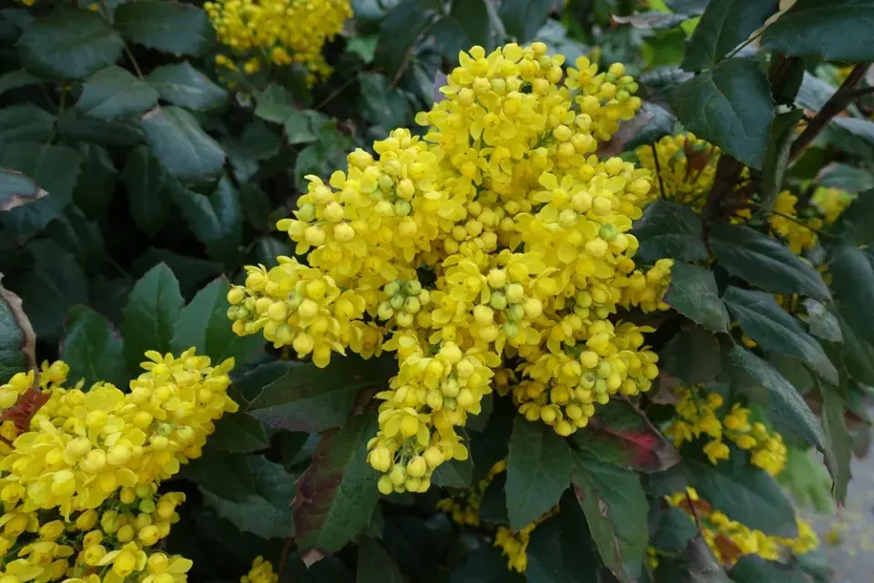 Mahonia 