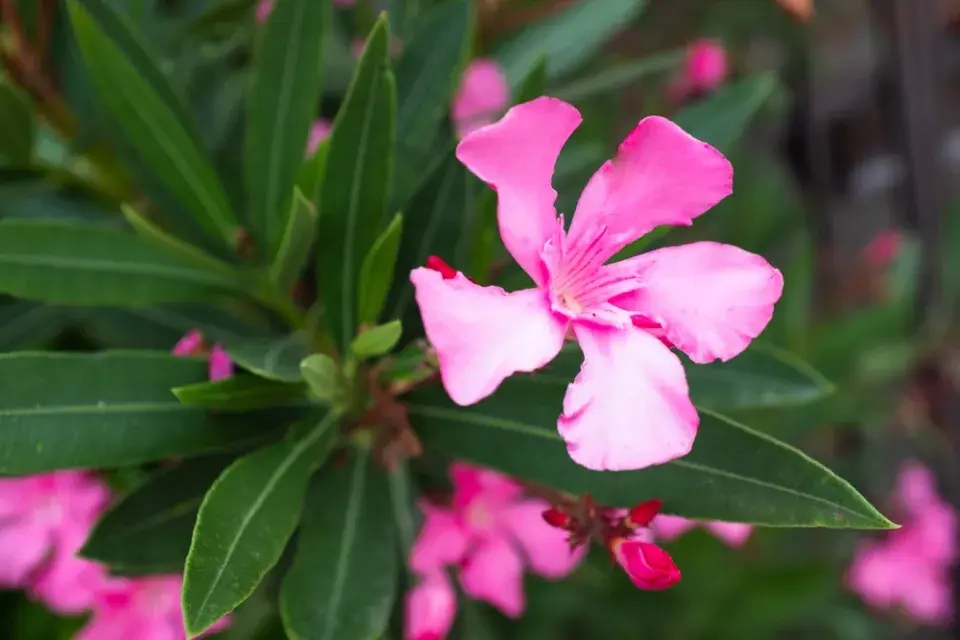 Oleandr, okrasný keř