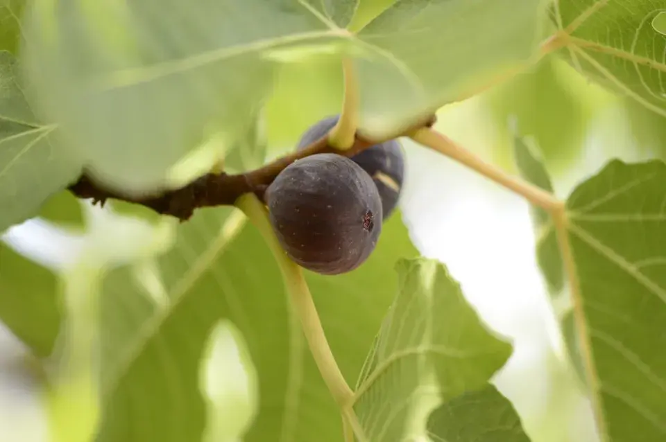 Pěstování fíkovníku