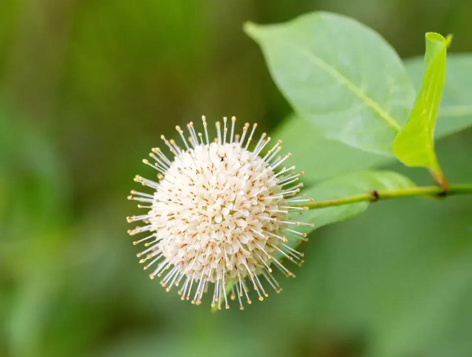 Hlavoš západní (Cephalanthus occidentalis)