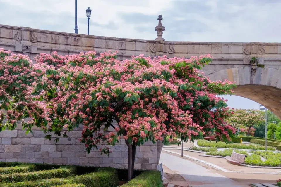 Exotická rostlina albízie hedvábná