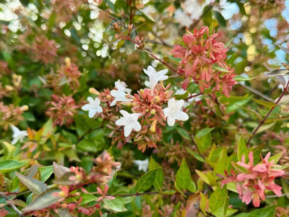 Abélie velkokvětá 