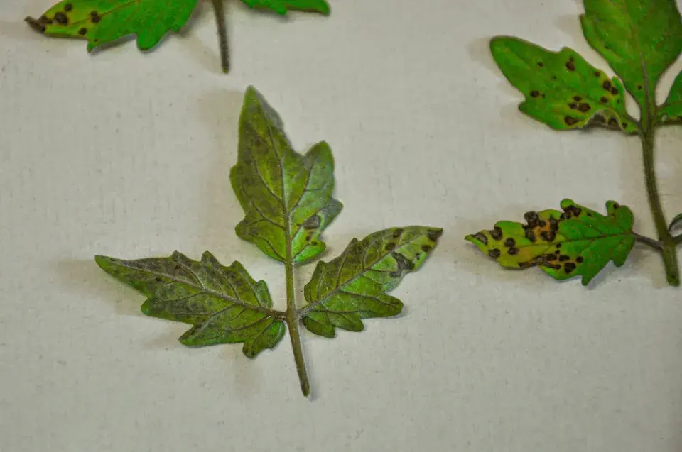 septoriová skvrnitost rajčat 