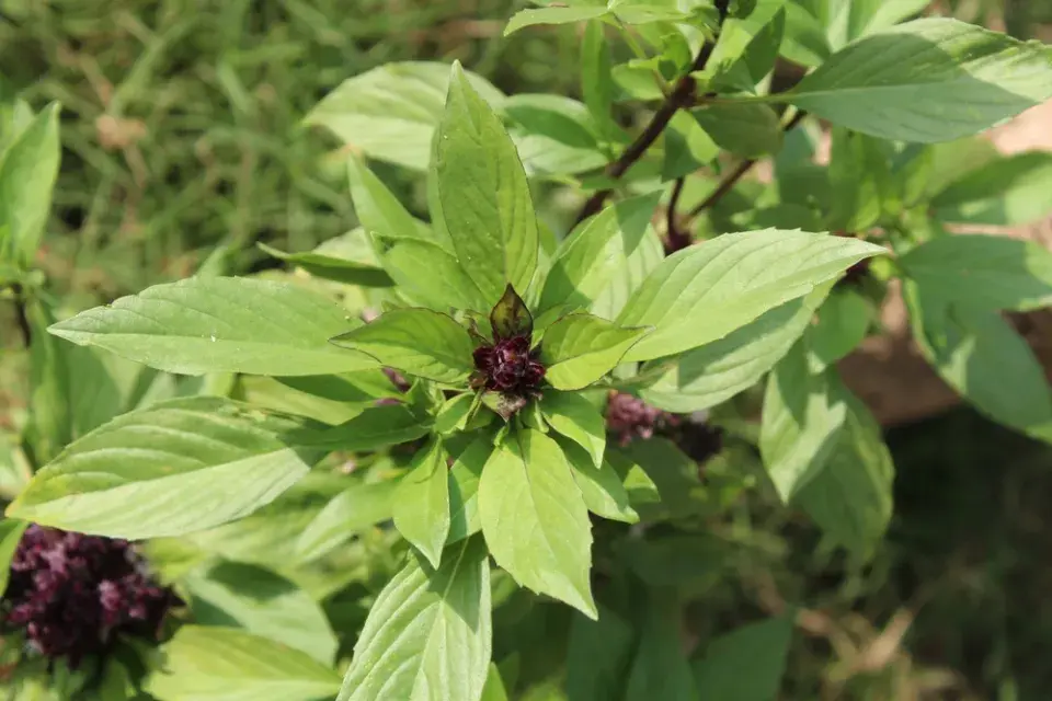 Bazalka Siamská královna (Ocimum basilicum 'Siam Queen')