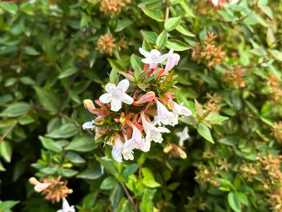 Abélie velkokvětá