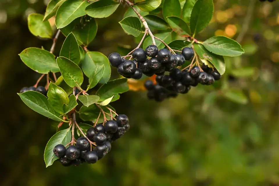 Jedlé keře do živého plotu
