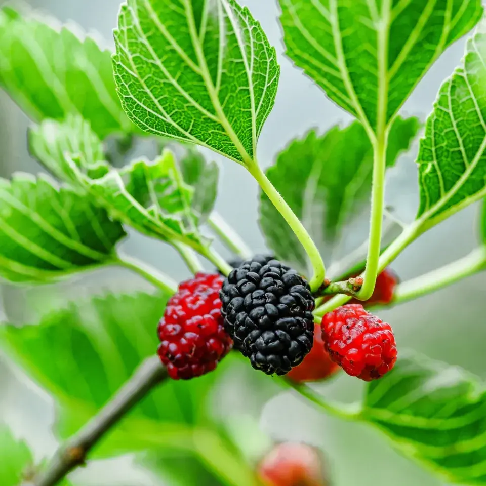 Méně známé ovoce