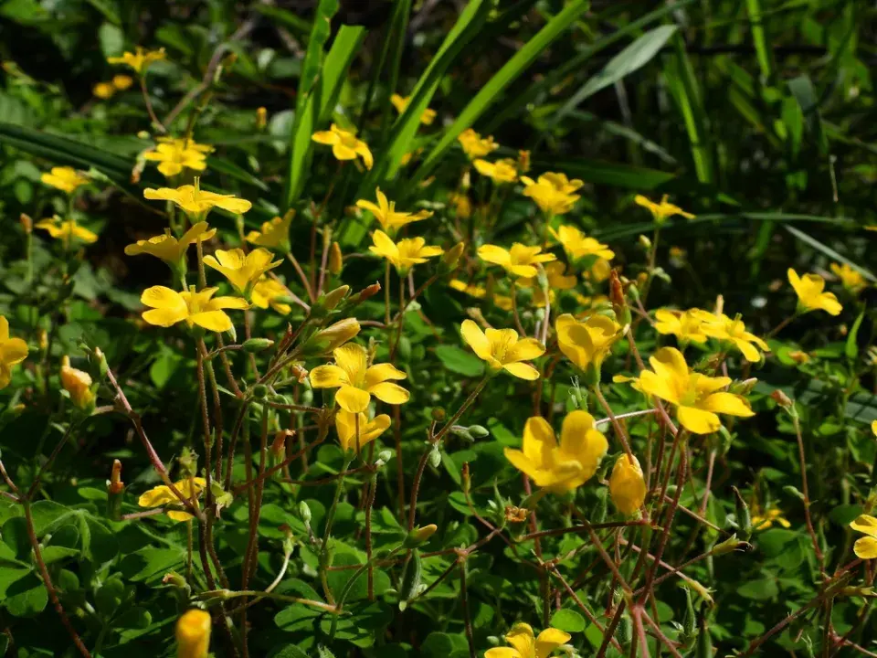 Když se rozroste dusí