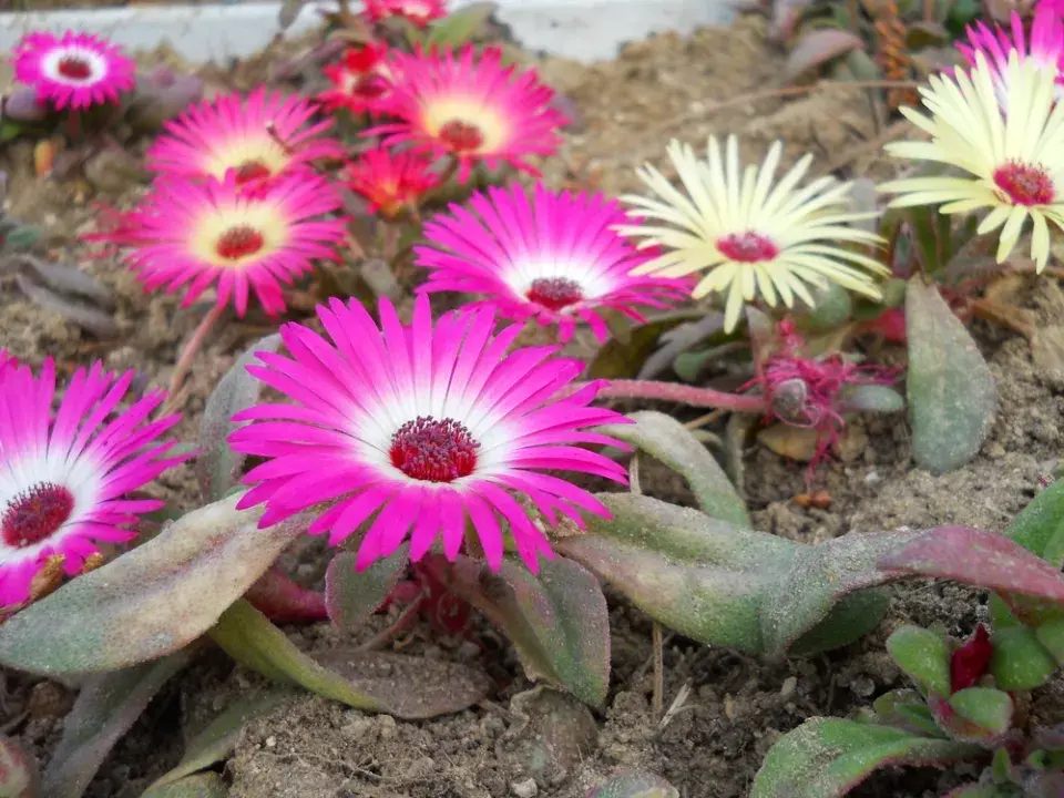 Kosmatec sedmikráskovitý (Dorotheanthus bellidiformis)