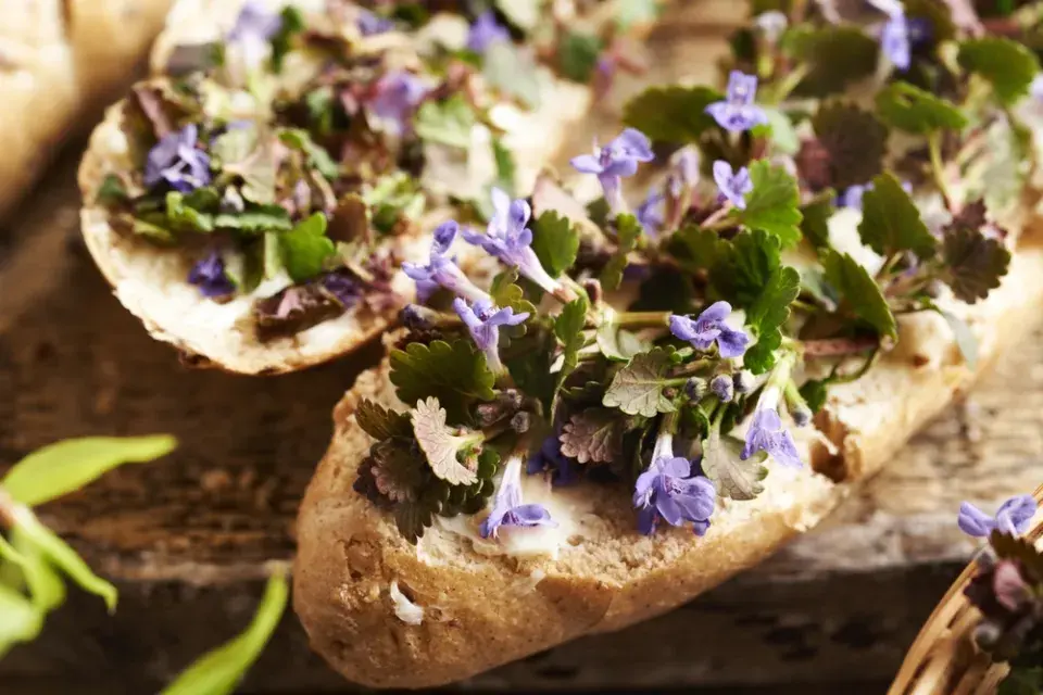 Popenec, bylina do kuchyně i na zahradu
