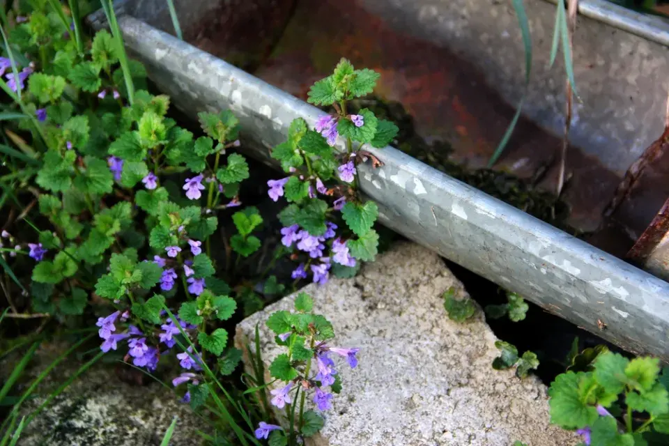 Popenec, bylina do kuchyně i na zahradu