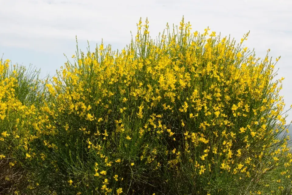 Vítečník sítinovitý