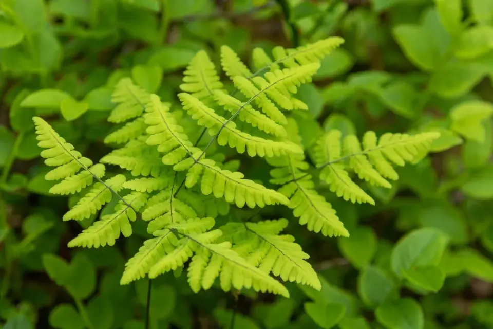 Bukovník kapraďovitý 