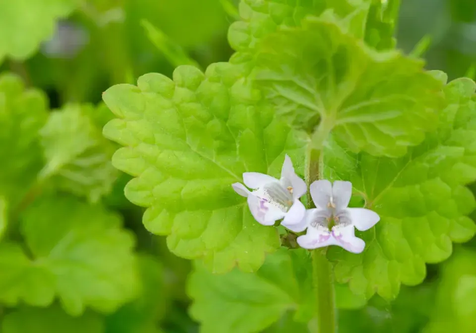 Popenec, bylina do kuchyně i na zahradu