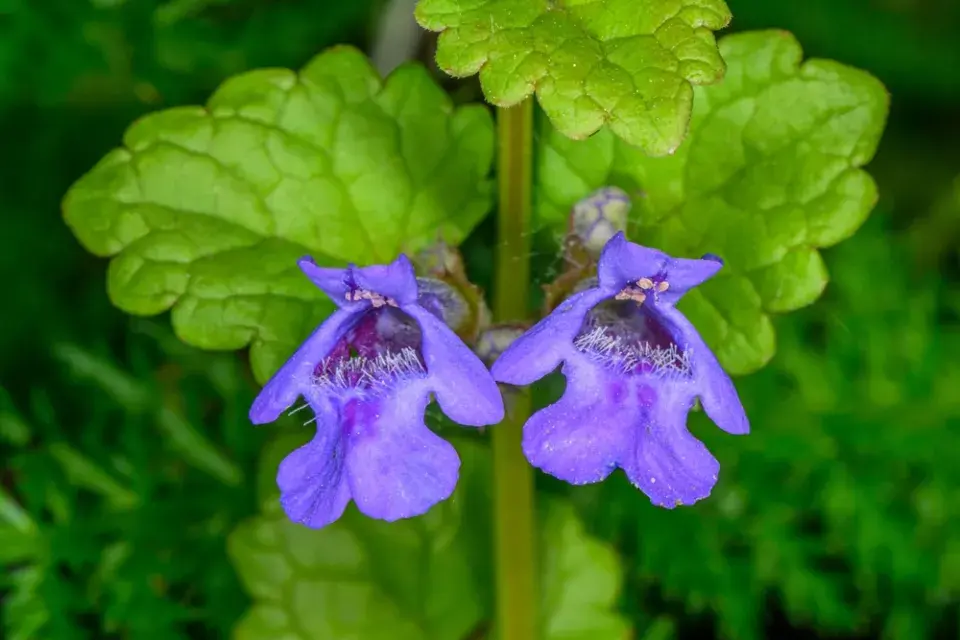 Popenec, bylina do kuchyně i na zahradu