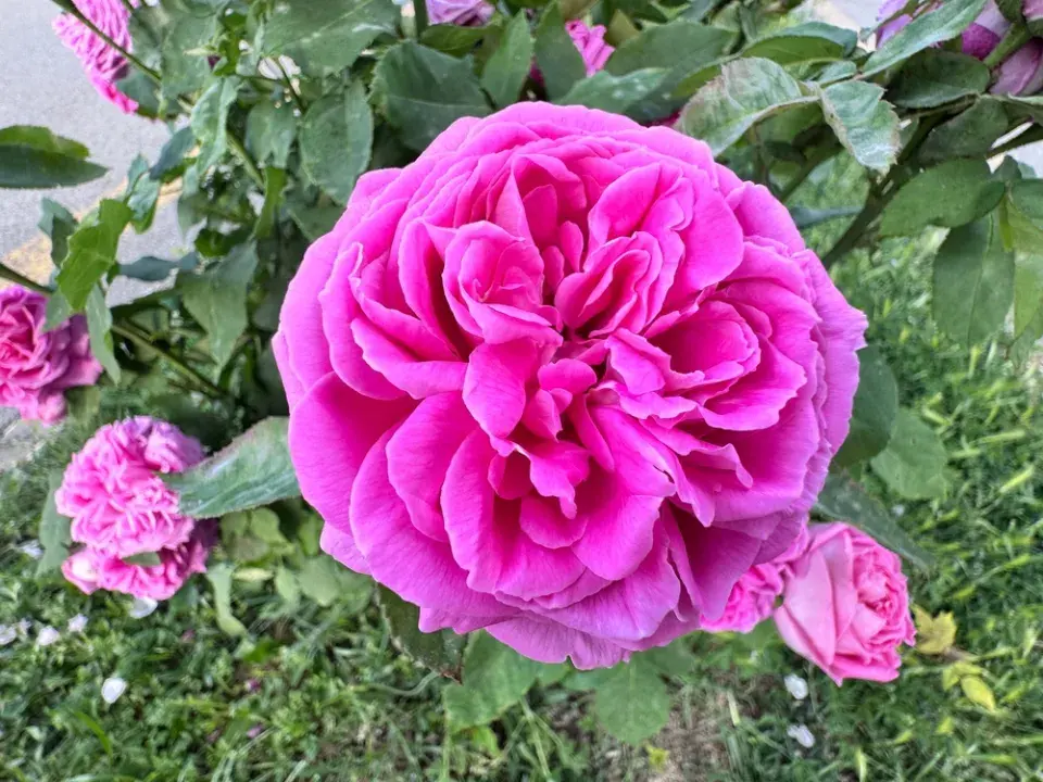 Růžová stolistá růže