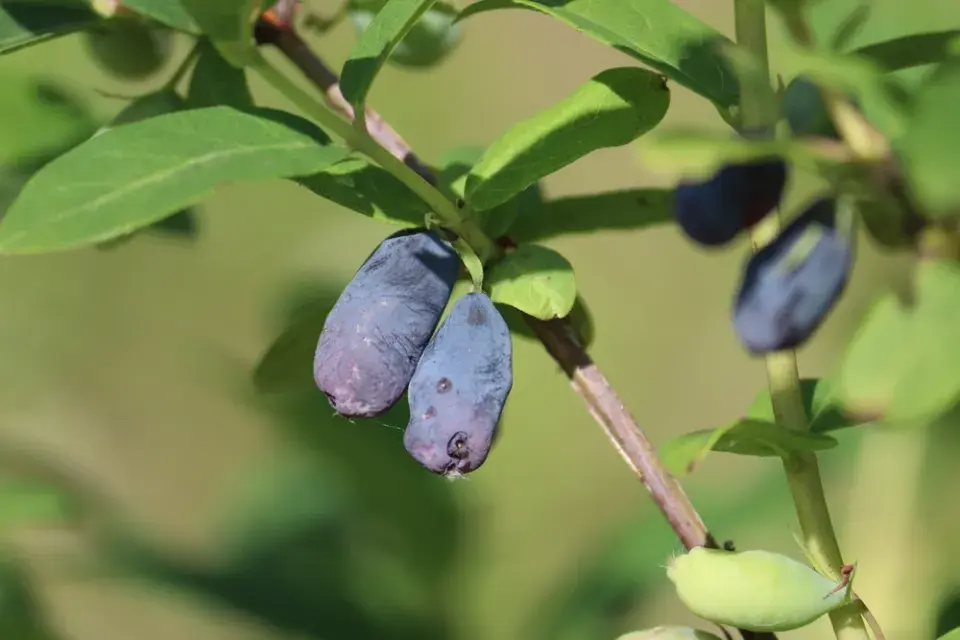 Jedlé keře do živého plotu