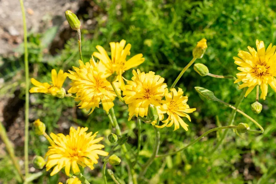 Černý kořen (Scorzonera hispanica)