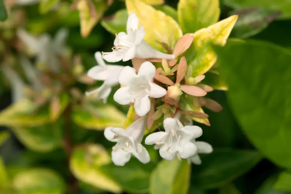 Abélie velkokvětá