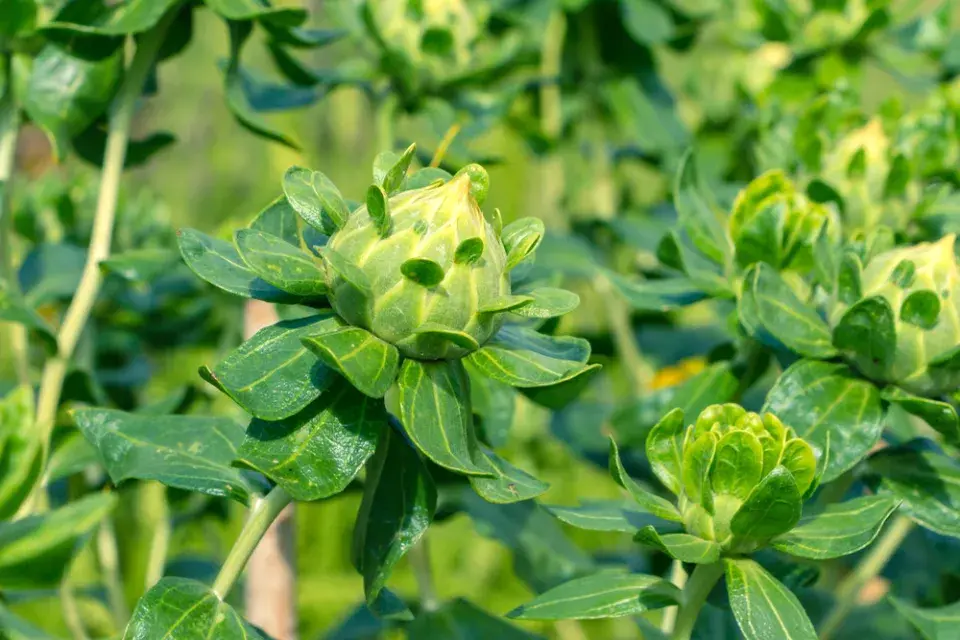 Světlice barvířská (Carthamus tinctorius) 